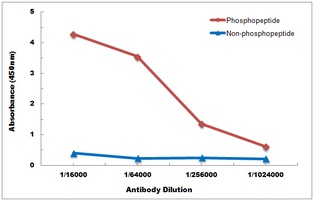 FOXO1 (phospho-S256) antibody