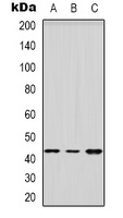 HSD3B2 Antibody