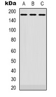 EGFR Antibody