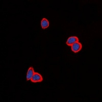 EGFR Antibody