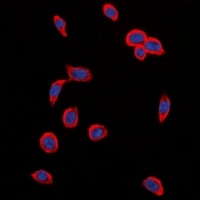 VEGFR2 (phospho-Y1214) antibody