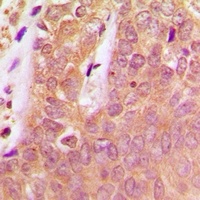 Anti-SHPTP1 (Phospho-Y536) Antibody