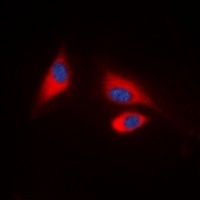 Anti-SHPTP1 (Phospho-Y536) Antibody
