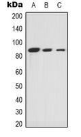 Ku80 Antibody