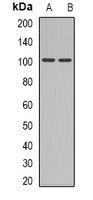 GLUR4 Antibody