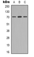MGCRACGAP Antibody