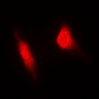 MGCRACGAP Antibody