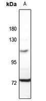 MID1 Antibody