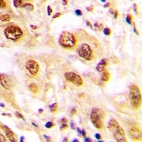 JUND (phospho-S255) antibody