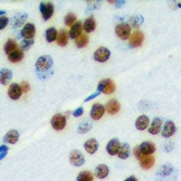 Anti-ELK1 Antibody