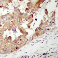 PAK1 antibody