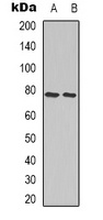 Ezrin/Radixin/Moesin Antibody