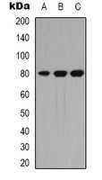 PKC theta Antibody