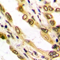 Anti-Histone H3 Antibody