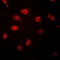 Anti-Histone H3 Antibody