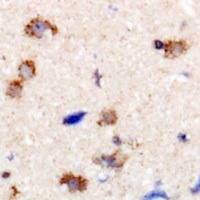 Anti-Dynamin 1 Antibody