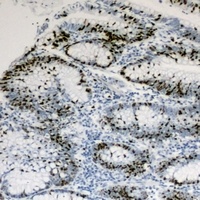 Anti-HNF4 alpha/gamma Antibody