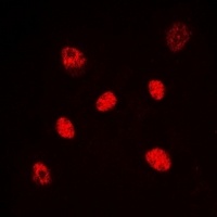 HNF4 alpha/gamma antibody