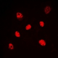 Anti-HNF4 alpha/gamma Antibody