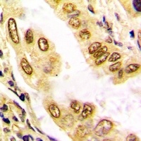 Histone H3 Antibody