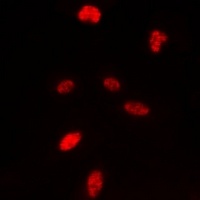 Histone H3 antibody