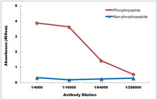 Anti-p38 (Phospho-Y182) Antibody