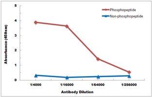 p38 (phospho-Y182) antibody