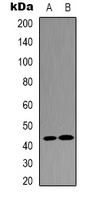 JUND Antibody