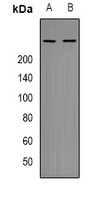 mTOR (Phospho-T2446) Antibody