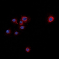 Anti-Syntaxin 1A (Phospho-S14) Antibody