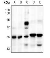 SMAD2 Antibody