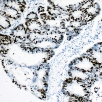 Rpb1 CTD antibody