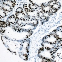 Anti-Rpb1 CTD Antibody
