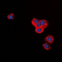 BID antibody