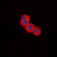 TSC2 antibody