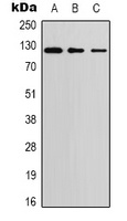 PERK Antibody