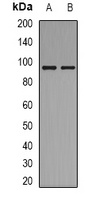 BCAR3 Antibody