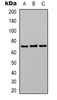 hnRNP L Antibody