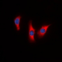 Anti-DUSP9 Antibody