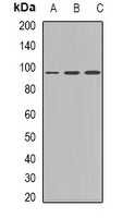 Plakophilin 2 Antibody