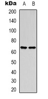 MENA Antibody