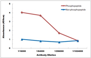 Anti-CPI17 (Phospho-T38) Antibody