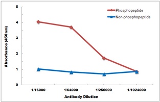 CPI17 (phospho-T38) antibody