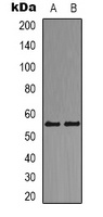 DOK2 Antibody