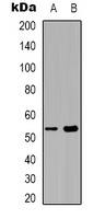 Septin 1 Antibody