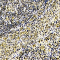 Septin 1 Antibody