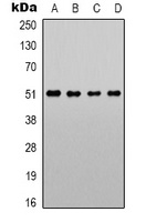 Alpha-1A Adrenergic Receptor Rabbit Polyclonal Antibody