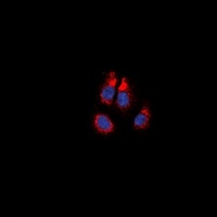 Alpha-1A Adrenergic Receptor antibody