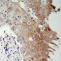 IRS1 Antibody