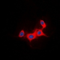 IRS1 Antibody